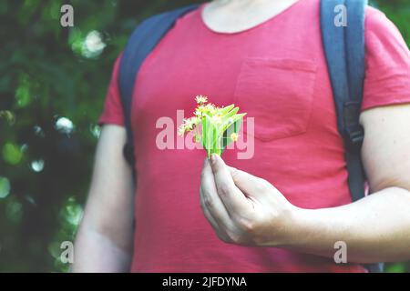 Die Hände nehmen die Linde vom Baum. Linden blüht in den Händen. Ernte an einem Lindenbaum. Stockfoto