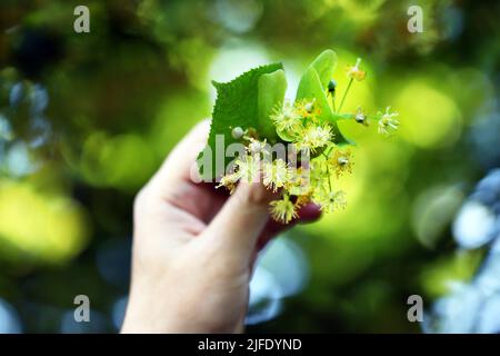 Die Hände nehmen die Linde vom Baum. Linden blüht in den Händen. Ernte an einem Lindenbaum. Stockfoto