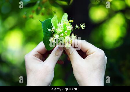 Die Hände nehmen die Linde vom Baum. Linden blüht in den Händen. Ernte an einem Lindenbaum. Stockfoto