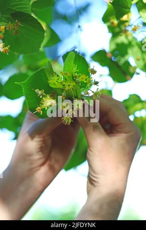 Die Hände nehmen die Linde vom Baum. Linden blüht in den Händen. Ernte an einem Lindenbaum. Stockfoto