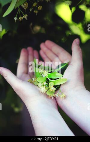 Die Hände nehmen die Linde vom Baum. Linden blüht in den Händen. Ernte an einem Lindenbaum. Stockfoto