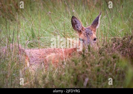 Ein Sommer-nahes HDR-Bild eines einsamen Rothirschkalbs, Cervus elaphus scotcus, im Grasland, Strathnairn, Schottland. 30 Mai 2022 Stockfoto