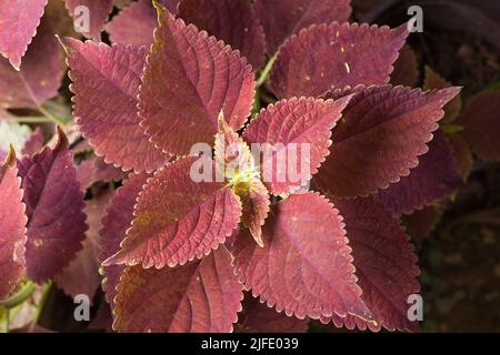 coleus, auch bekannt als Solenostemon, Nahaufnahme von Pflanzenblättern in geringer Tiefenschärfe, aufgenommen von oben Stockfoto