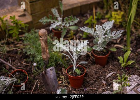 Senecio cineraria ‘Silver Dust’ ist ein zarter Strauch, der hauptsächlich wegen seines schönen Silberbaums angebaut wird Stockfoto