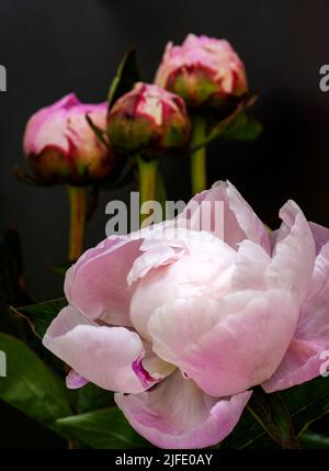 Eine wunderschöne rosa Pfingstrose, die sich kurz öffnen wird, mit drei Knospen im Hintergrund. Die gefalteten Blütenblätter sehen aus wie Schwanenfedern. Stockfoto