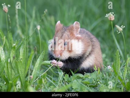 Europäischer Hamster (Cricetus cricetus) auf einem Friedhof in Wien, Österreich Stockfoto