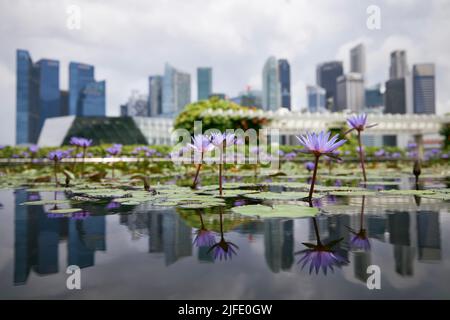 Nahaufnahme einer blühenden lila Seerose vor der Skyline von Singapur Stockfoto