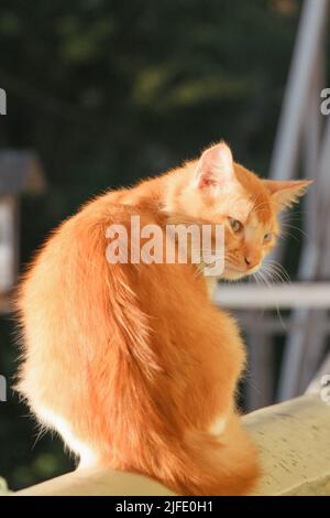 Niedliche braune und weiße Katze, die auf einem Balkon sitzt und zurückschaut Stockfoto