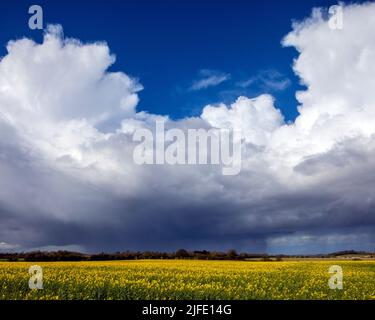 Eine wunderschöne Aussicht auf Wolken und fernem Regen über einem Rapsfeld in Norfolk, Großbritannien. Stockfoto