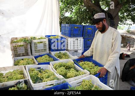 Kandahar, Afghanistan. 2.. Juli 2022. Ein Landwirt arbeitet in einem Weinberg im Bezirk Zhari der Provinz Kandahar, im Süden Afghanistans, 2. Juli 2022. Nach Angaben lokaler Behörden würden etwa 250.000 Tonnen Trauben aus Obstgärten auf 20.500 Hektar Land in der Provinz Kandahar, Afghanistan, geerntet. Quelle: Sanaullah Seiam/Xinhua/Alamy Live News Stockfoto