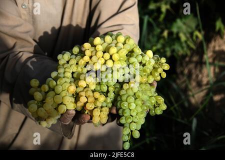 Kandahar, Afghanistan. 2.. Juli 2022. Ein Landwirt zeigt Trauben an einem Weinberg im Bezirk Zhari in der Provinz Kandahar, im Süden Afghanistans, 2. Juli 2022. Nach Angaben lokaler Behörden würden etwa 250.000 Tonnen Trauben aus Obstgärten auf 20.500 Hektar Land in der Provinz Kandahar, Afghanistan, geerntet. Quelle: Sanaullah Seiam/Xinhua/Alamy Live News Stockfoto