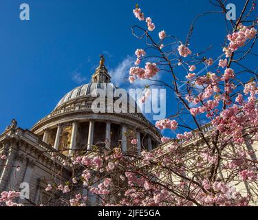 Blick auf die Kuppel der St. Pauls Cathedral durch einen wunderschönen Blossom Tree während des Frühlings in London, Großbritannien. Stockfoto