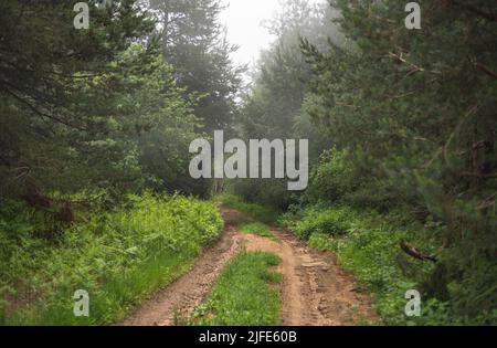 Schlamm Bergstraße durch nebligen Wald an kalten Sommertagen Stockfoto