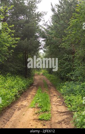 Schlamm Bergstraße durch nebligen Wald an kalten Sommertagen Stockfoto