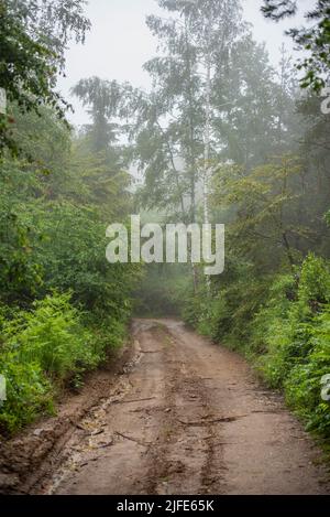 Schlamm Bergstraße durch nebligen Wald an kalten Sommertagen Stockfoto