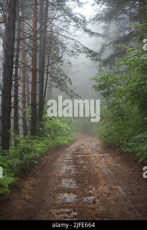 Schlamm Bergstraße durch nebligen Wald an kalten Sommertagen Stockfoto