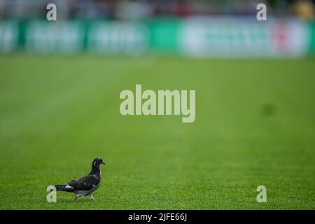 Rotterdam, Niederlande. 02.. Juli 2022. Rotterdam - Pidgeon beim Spiel zwischen Feyenoord gegen FC Kopenhagen in Varkenoord am 2. Juli 2022 in Rotterdam, Niederlande. (Box to Box Pictures/Yannick Verhoeven) Credit: Box to Box pictures/Alamy Live News Stockfoto