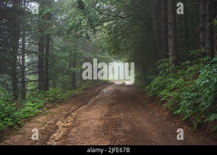 Schlamm Bergstraße durch nebligen Wald an kalten Sommertagen Stockfoto