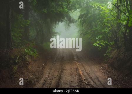 Schlamm Bergstraße durch nebligen Wald an kalten Sommertagen Stockfoto