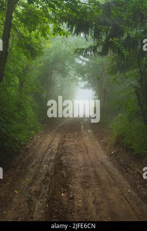 Schlamm Bergstraße durch nebligen Wald an kalten Sommertagen Stockfoto