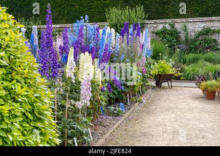 Herrliche farbenfrohe Delphinien im ummauerten Garten der West Dean Gardens, in der Nähe von Chichester in West Sussex Stockfoto