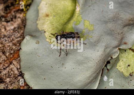 Erwachsener wahrer Weevil der Unterfamilie Conoderinae Stockfoto