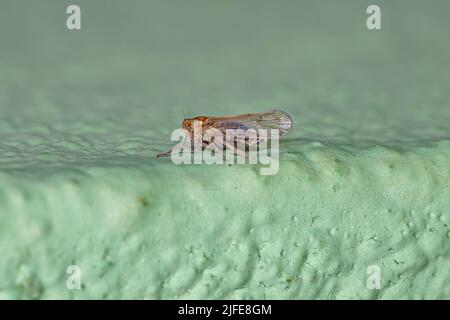 Adulte Delphid Planthopper Insekte der Familie Delphinae Stockfoto