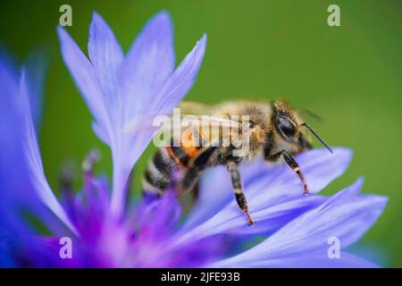 Eine westliche Honigbiene, APIs mellifera, in Nahaufnahme, die zu den wahren Bienen gehört, sammelt Pollen von einer schönen blauen Kornblume Stockfoto