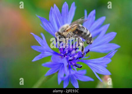 Eine westliche Honigbiene, APIs mellifera, in Nahaufnahme, die zu den wahren Bienen gehört, sammelt Pollen von einer schönen blauen Kornblume Stockfoto