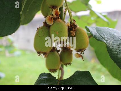 Fünf kleine Kiwis wachsen schnell in dem Kiwi-Baum, den ich in meinem Garten gepflanzt habe Stockfoto