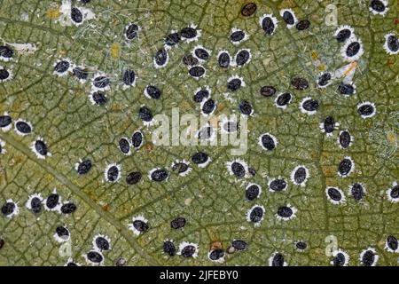 Kleine Weißfische Insekten der Familie Aleyrodidae Stockfoto