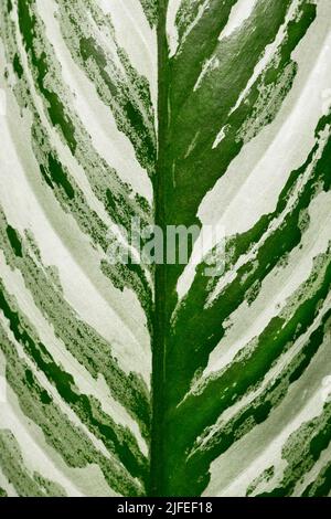 Nahaufnahme eines Blattes tropischer 'Aglaonema Stripes'-Zimmerpflanze mit silbernem Streifenmuster