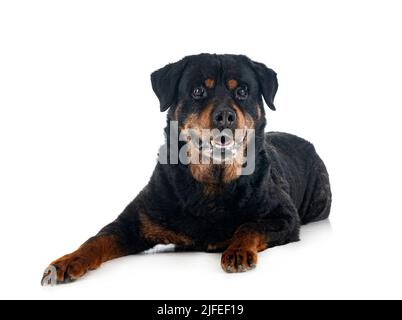 Reinrassige alte Rottweiler vierzehn Jahre vor weißem Hintergrund Stockfoto