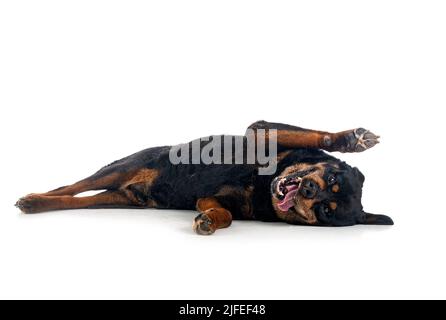 Reinrassige alte Rottweiler vierzehn Jahre vor weißem Hintergrund Stockfoto