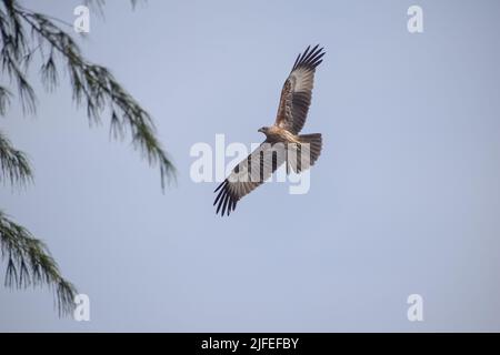 Adler fliegt am Himmel. Blick vom Land Stockfoto