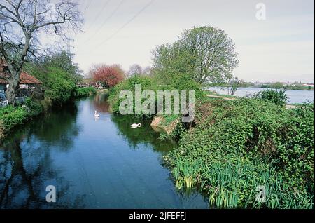 Der Coppermill Stream im Frühling auf Walthamstow Marshes, in der Nähe von Tottenham Hale, North London, Großbritannien Stockfoto