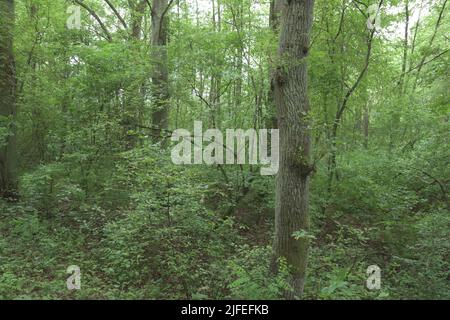 Dunkler, geheimnisvoller Wald zeigt an einem sonnigen Tag seine Geheimnisse nicht. Stockfoto