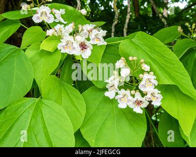 Blüten des indischen Bohnenbaums (Catalpa bignonioides), auch bekannt als südlicher Catalpa oder Zigarrbaum Stockfoto