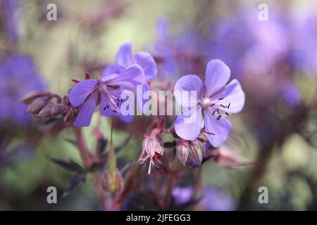 Dunkelblättrige Kranzschnabel mit schönen violetten Blüten Stockfoto