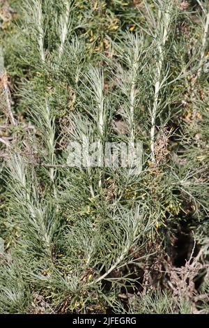 Grüne einfache Alternative rotieren ganze trichomatische, lobately filiforme Blätter von Artemisia calfornica, Asteraceae, heimisch in San Diego County, Winter. Stockfoto