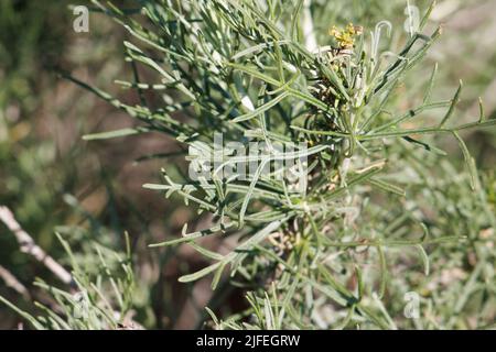 Grüne einfache Alternative rotieren ganze trichomatische, lobately filiforme Blätter von Artemisia calfornica, Asteraceae, heimisch in San Diego County, Winter. Stockfoto