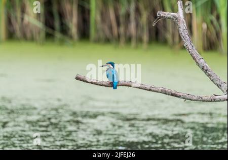 Sitzender Eisfischer (Alcedo atthis) Stockfoto