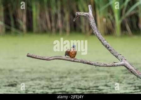 Sitzender Eisfischer (Alcedo atthis) Stockfoto
