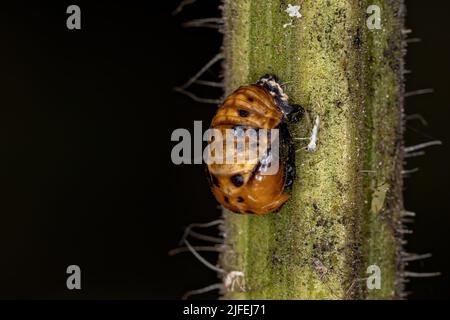 Asian Lady Beetle Pupa der Art Harmonia axyridis Stockfoto