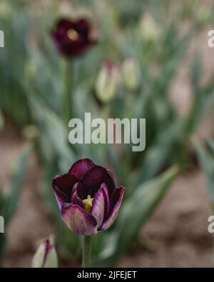 Eine vertikale selektive Fokusaufnahme von violetten, doppelten, frühen Tulpen, die im Sonnenlicht blühen Stockfoto