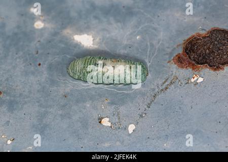 Kleine Hover Fliegenlarven der Familie Syrphidae Stockfoto