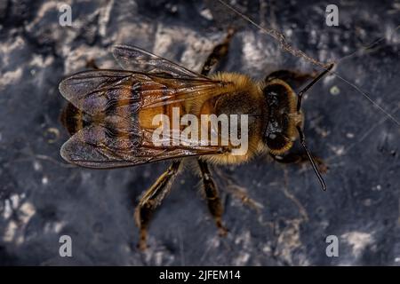 Erwachsene weibliche westliche Honigbiene der Art APIs mellifera Stockfoto