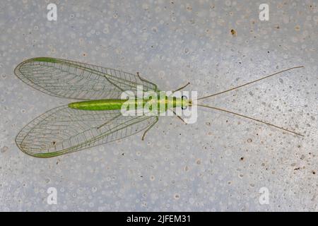 Erwachsener typischer grüner Laceau der Gattung Ceraeochrysa Stockfoto