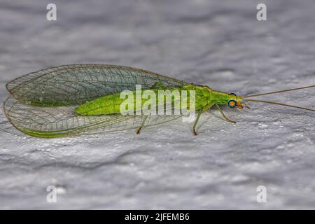 Erwachsener typischer grüner Laceau der Gattung Ceraeochrysa Stockfoto