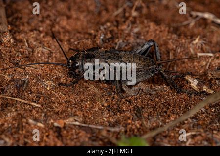 Field Cricket Nymphe der Gattung Gryllus Stockfoto